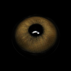 Claudina Brown Coloured Contact Lenses